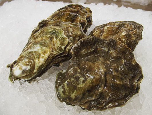 Mersea Rocks Casa Group - Oyster CasaPennington